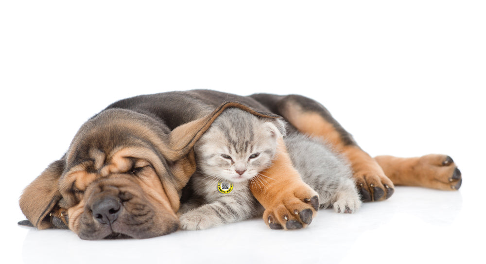 thnx tag Small - yellow